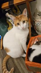 Lost Male Cat last seen American Avenue, near Chevron, Starbucks, Motel 6, Claremont, CA 91711