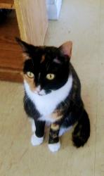 Lost Female Cat last seen Cervantes, Pensacola, FL 32501