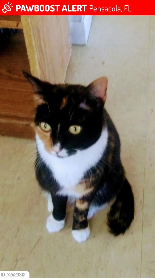 Lost Female Cat last seen Cervantes, Pensacola, FL 32501