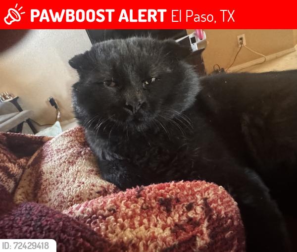 Lost Male Cat last seen Springfire Dr , El Paso, TX 79912