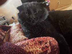 Lost Male Cat last seen Springfire Dr , El Paso, TX 79912