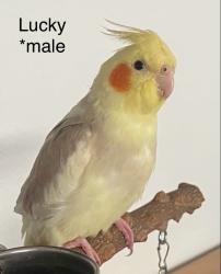 Lost Male Bird last seen Milliken  and Church Street , Rancho Cucamonga, CA 91730