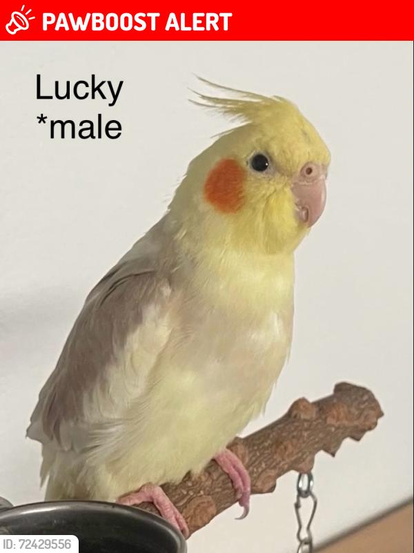 Lost Male Bird last seen Milliken  and Church Street , Rancho Cucamonga, CA 91730