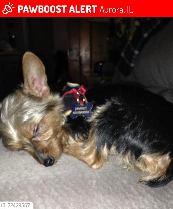 Lost Male Dog last seen  Plum St, Aurora, IL 60506
