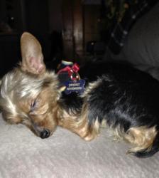 Lost Male Dog last seen  Plum St, Aurora, IL 60506
