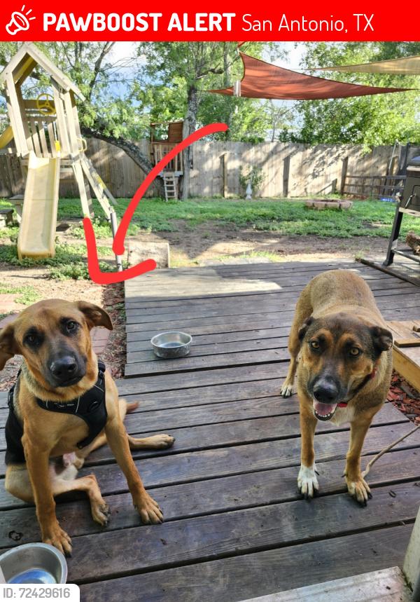 Lost Male Dog last seen Medina Base Rd, San Antonio, TX 78227