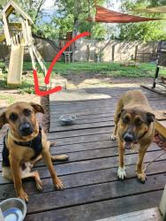 Lost Male Dog last seen Medina Base Rd, San Antonio, TX 78227