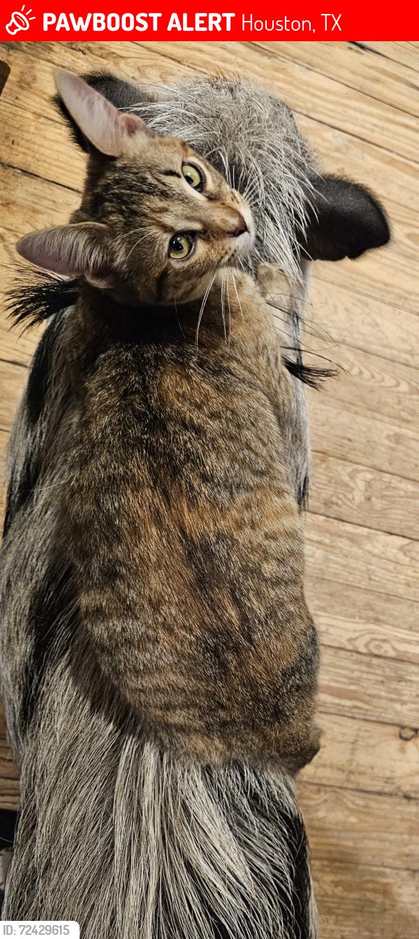 Lost Female Cat last seen Helmers/Irvington, Houston, TX 77009