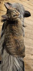 Lost Female Cat last seen Helmers/Irvington, Houston, TX 77009