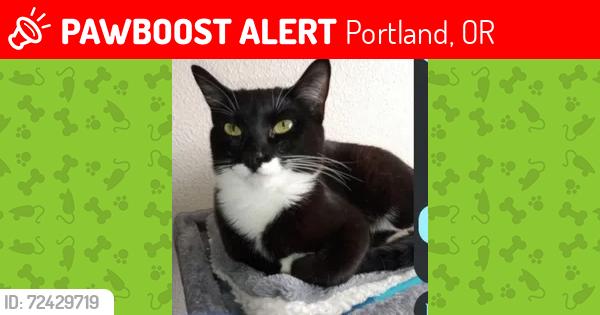 Lost Female Cat last seen Hazel Ying Lee apmts, 3000 SE Powell, Portland, 97202, Portland, OR 97202