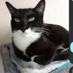 Lost Female Cat last seen Hazel Ying Lee apmts, 3000 SE Powell, Portland, 97202, Portland, OR 97202