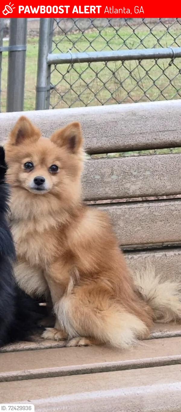 Lost Male Dog last seen  Highbury Trail Southwest, Atlanta, GA 30354, Atlanta, GA 30354