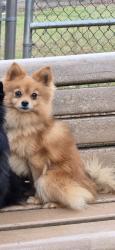 Lost Male Dog last seen  Highbury Trail Southwest, Atlanta, GA 30354, Atlanta, GA 30354