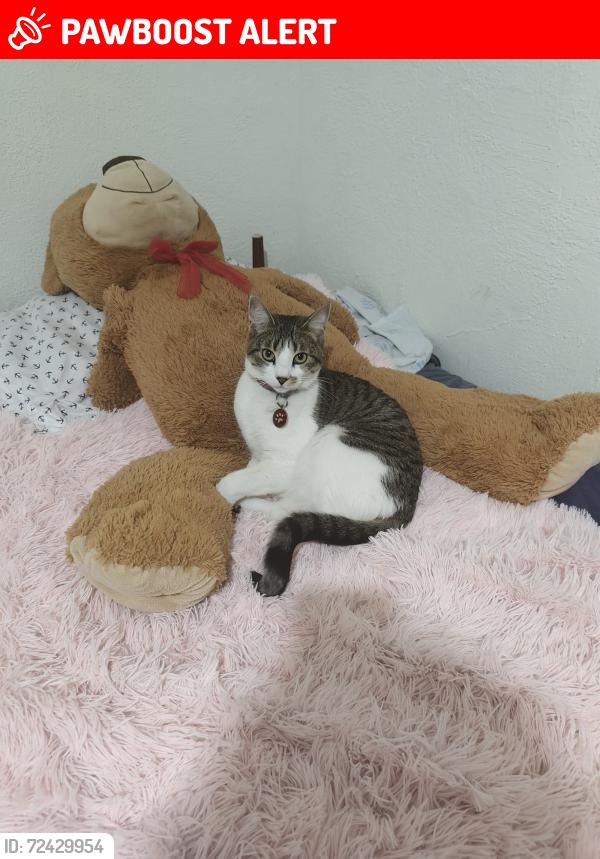 Lost Female Cat last seen Calle roca, unidas campesina, Carlos lazo, col. Hidalgo , Ciudad Sahagún, Hgo. 43998