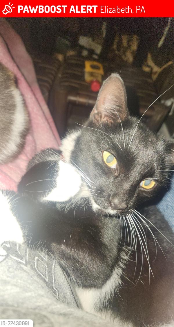 Lost Male Cat last seen Blaine hill , Elizabeth, PA 15037