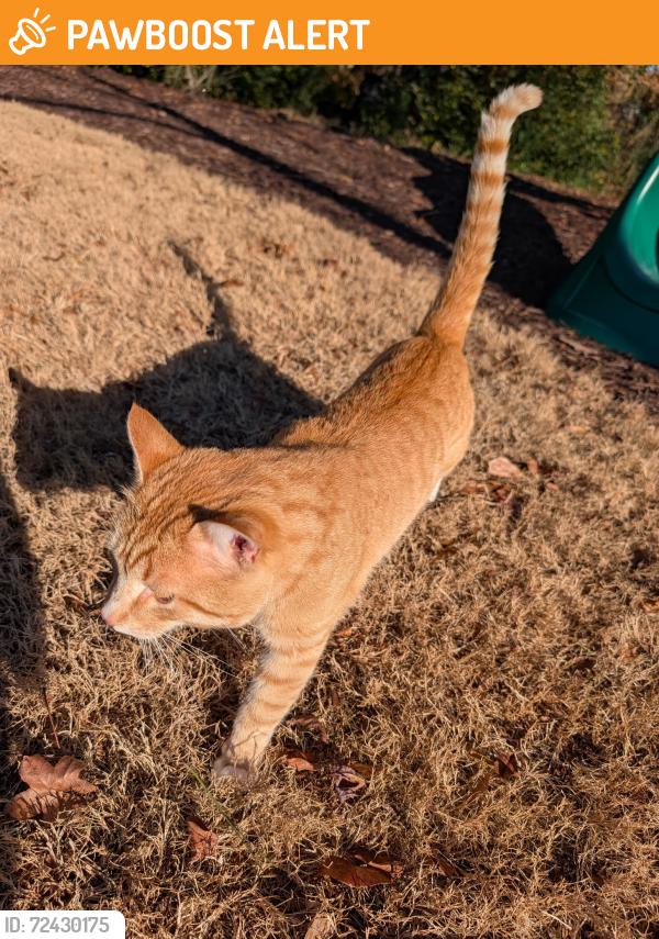 Found/Stray Male Cat last seen Stoneledges Ln and Wittrock Ct , Greenville County, SC 29687