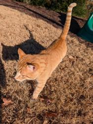 Found/Stray Male Cat last seen Stoneledges Ln and Wittrock Ct , Greenville County, SC 29687