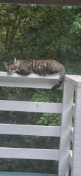 Lost Male Cat last seen Bloxham Rd & East Harris Rd , Pea Ridge, AR 72751