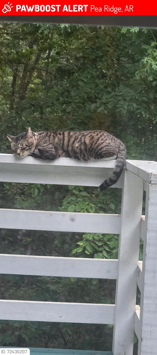 Lost Male Cat last seen Bloxham Rd & East Harris Rd , Pea Ridge, AR 72751