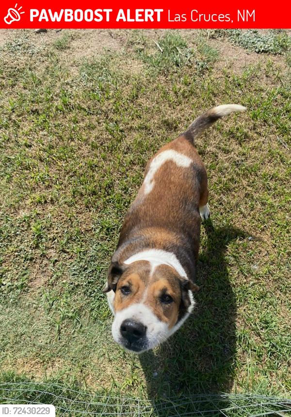 Lost Female Dog last seen Parker road, Las Cruces, NM 88005