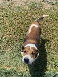 Lost Female Dog last seen Parker road, Las Cruces, NM 88005