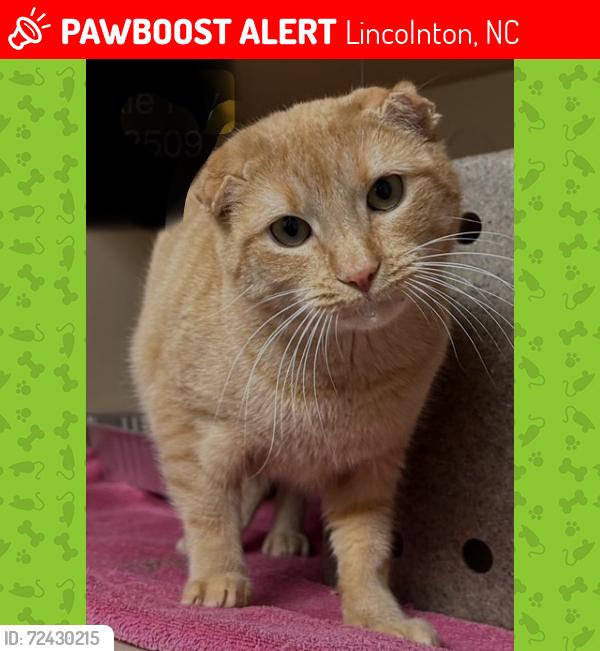 Lost Male Cat last seen Aspen St, Lincolnton, NC 28092