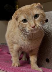 Lost Male Cat last seen Aspen St, Lincolnton, NC 28092