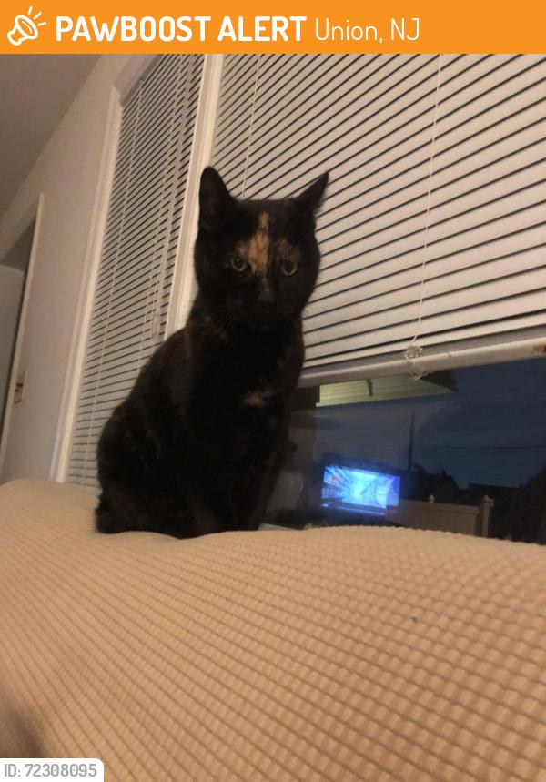 Found/Stray Female Cat last seen Frederick Terrace and Burlington Avenue, Union, NJ 07083