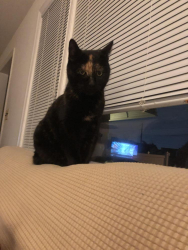 Found/Stray Female Cat last seen Frederick Terrace and Burlington Avenue, Union, NJ 07083