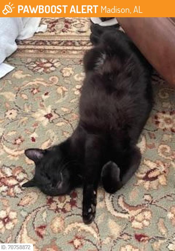 Found/Stray Unknown Cat last seen County Line Cambridge at Heritage Plantation, Madison, AL 35756