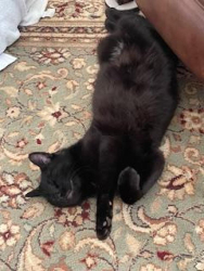 Found/Stray Unknown Cat last seen County Line Cambridge at Heritage Plantation, Madison, AL 35756
