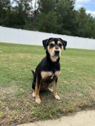 Lost Male Dog last seen rd 312, Kiln, MS 39556