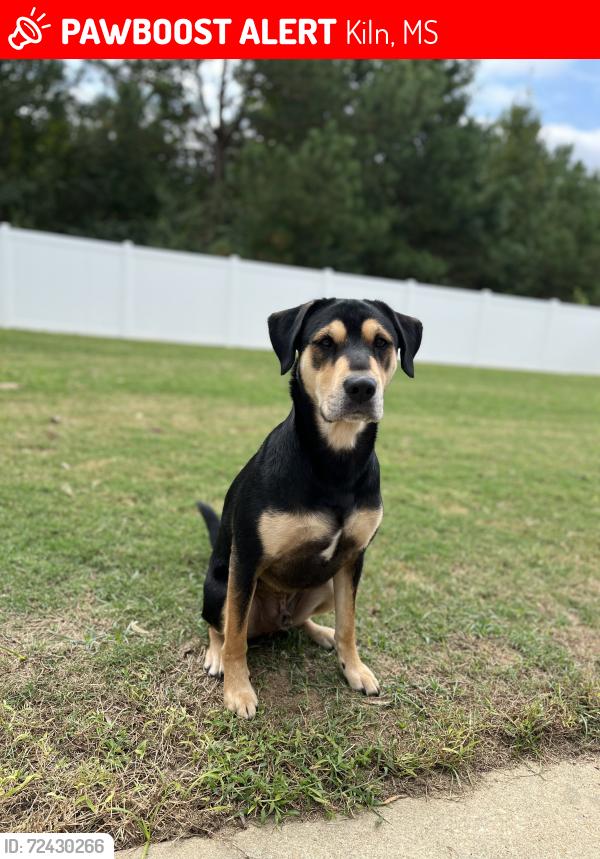 Lost Male Dog last seen rd 312, Kiln, MS 39556
