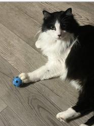 Lost Male Cat last seen Dress shop, Holualoa, HI 96725