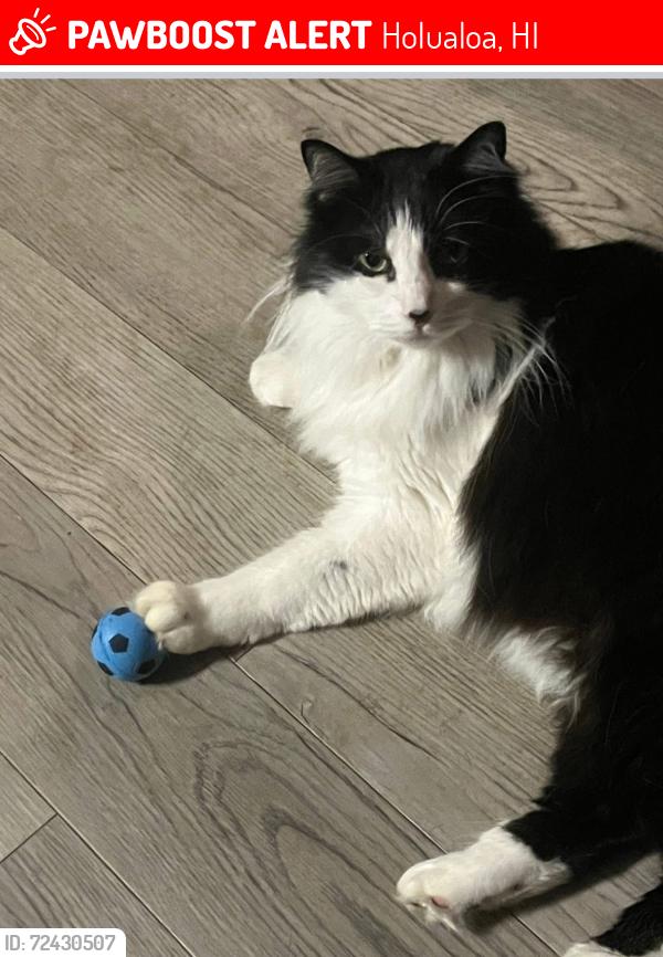 Lost Male Cat last seen Dress shop, Holualoa, HI 96725