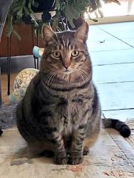 Lost Male Cat last seen Mustang and Fisher, Hemet, CA 92545