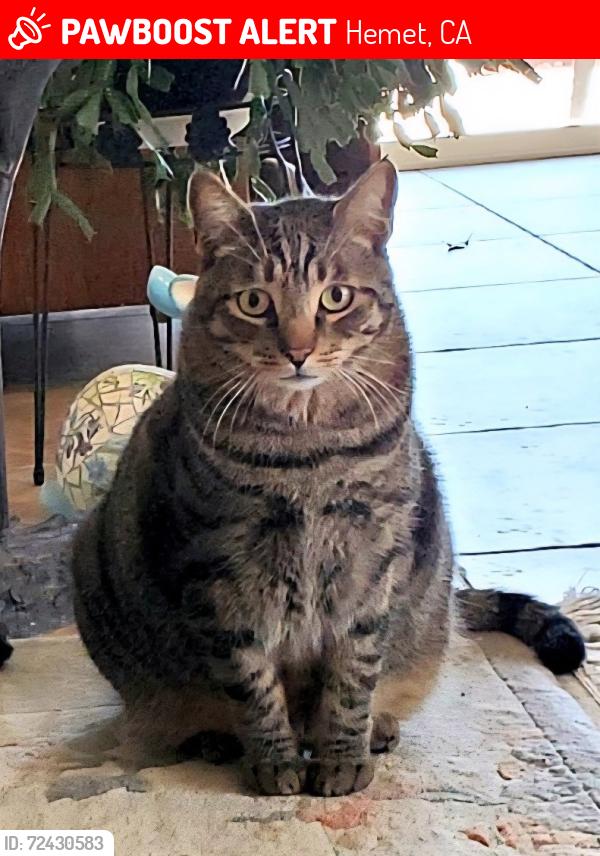 Lost Male Cat last seen Mustang and Fisher, Hemet, CA 92545