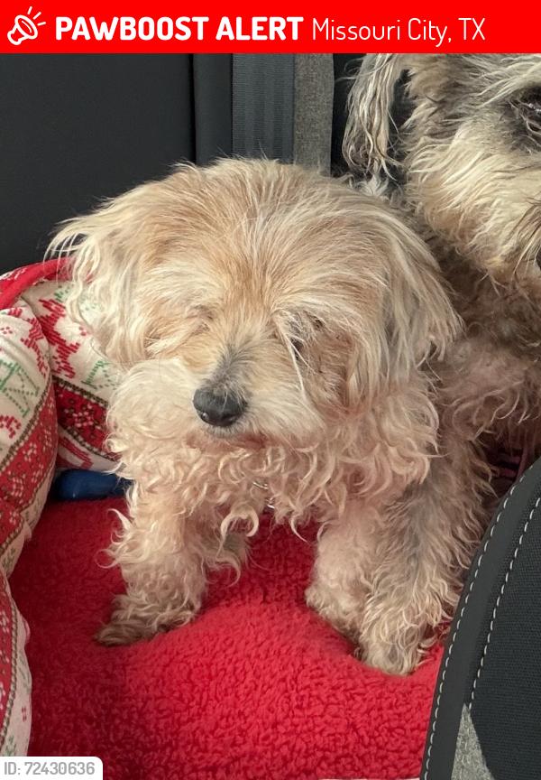 Lost Female Dog last seen Lake Shore Harbour, near Alassio Isle Ct and Tuscan Shores, Missouri City, TX 77459