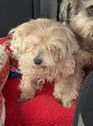 Lost Female Dog last seen Lake Shore Harbour, near Alassio Isle Ct and Tuscan Shores, Missouri City, TX 77459