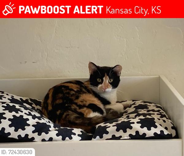 Lost Female Cat last seen 72nd & Leavenworth Rd, Kansas City, KS 66109