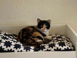 Lost Female Cat last seen 72nd & Leavenworth Rd, Kansas City, KS 66109
