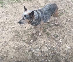 Lost Female Dog last seen Beltline Rd, Seagoville Rd, Interstate 20, Migalitos Supermercado, Dallas, TX 75253