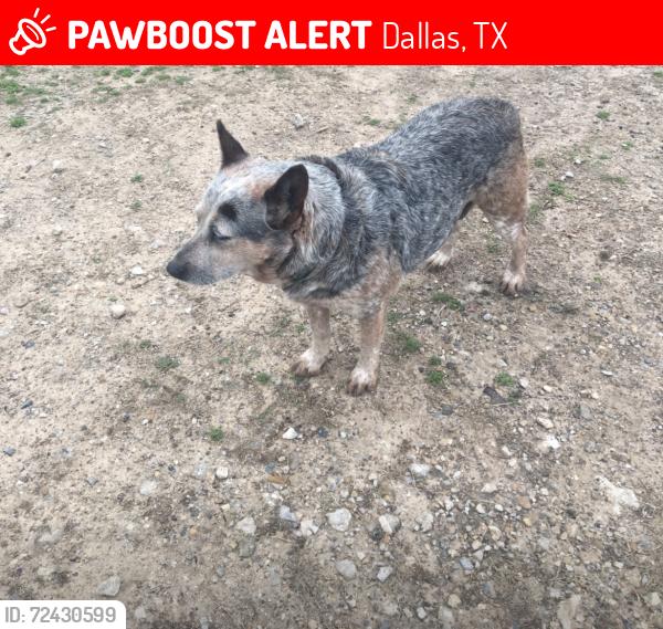 Lost Female Dog last seen Beltline Rd, Seagoville Rd, Interstate 20, Migalitos Supermercado, Dallas, TX 75253
