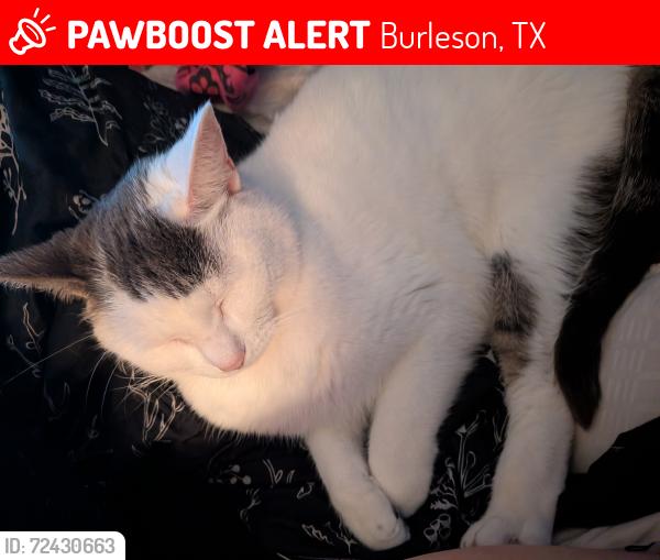 Lost Female Cat last seen Cardinal Ridge Rd , Burleson, TX 76028