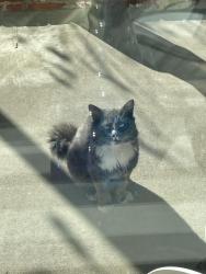 Found/Stray Unknown Cat last seen Lone Hill & Cienega, San Dimas, CA 91773