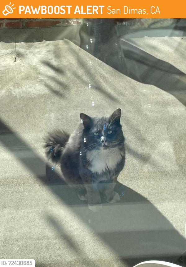 Found/Stray Unknown Cat last seen Lone Hill & Cienega, San Dimas, CA 91773