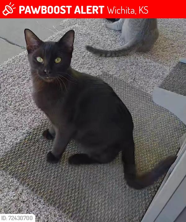 Lost Male Cat last seen Tyler and Kellogg, Wichita, KS 67209