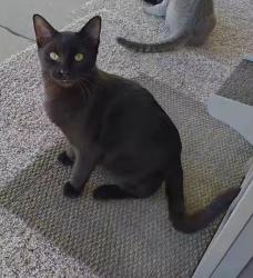 Lost Male Cat last seen Tyler and Kellogg, Wichita, KS 67209