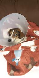 Lost Female Dog last seen Begonia st. Highlands,tx, Highlands, TX 77562
