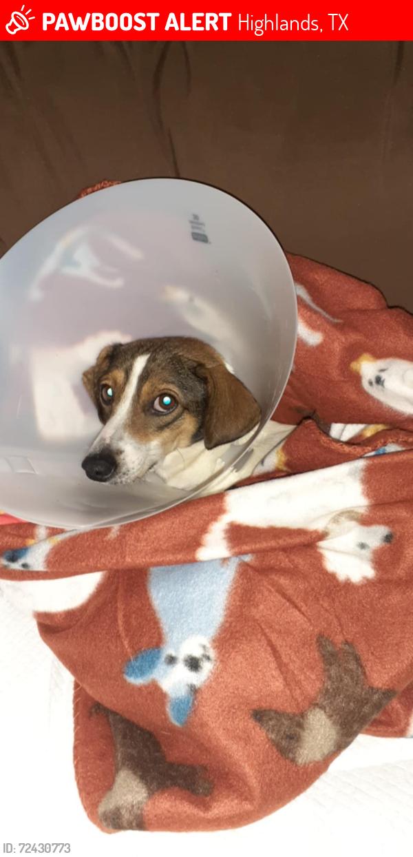 Lost Female Dog last seen Begonia st. Highlands,tx, Highlands, TX 77562